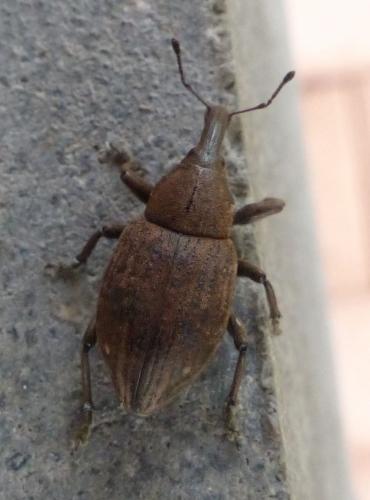 Réf. 249 723 : Lepyrus capucinus